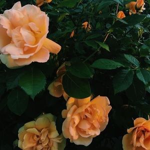 Meet your Posher, Jocelyn